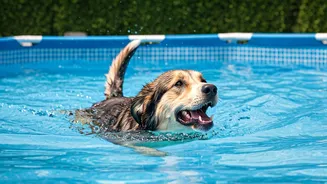 Metros Witness Extreme Booking Spikes For Pool Enabled Dog Shelters