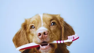 Create One Pet File for Photos, Routine and Vet Details