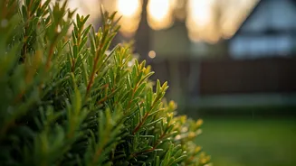 Pruning Is The Low-Effort Garden Safety Hack