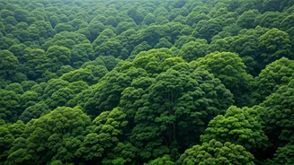 Fresh Rain Changes Hill And Forest Plans