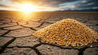 Millets Return As Rainfall Worries Grow Across India