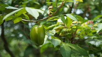 Want to try star fruit? Start with these 5 recipes