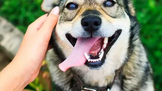 Tier-2 And Tier-3 Pet Parents Are Becoming A Bigger Part Of India’s Pet Economy