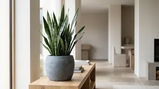 Separating Houseplant Research From Indoor-Air Hype