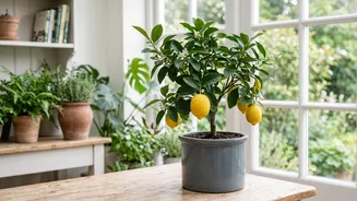 A Simple Care Guide For Lemon Plants: What To Know