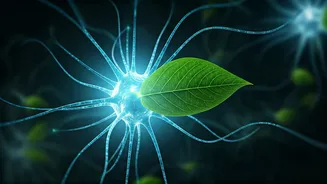 Decoding Health Conditions: Insights from Veganism to Neurological Disorders