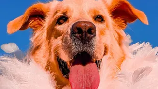Monsoon Pet Routine: Small Changes That Can Make A Big Difference