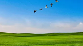 New Bird Report Highlights Risks Along Major Migration Flyways