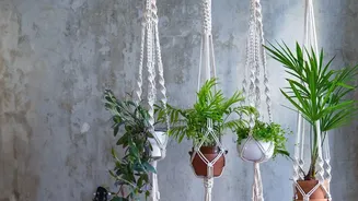 Inside Bohemian Home Decor Ideas: Using Plants In A Boho Space