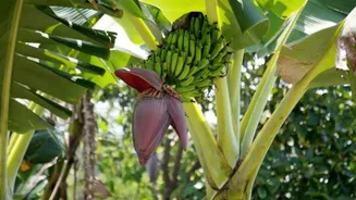 DIY enthusiasts, try this banana bark craft idea