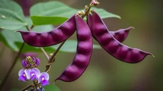 How to make lablab bean upma
