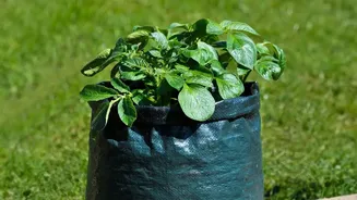 The Start of August Sowing Leaves Home Gardeners with One Main Check: Local Rainfall