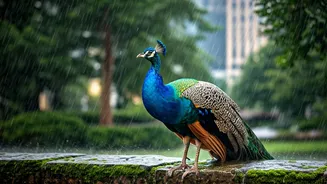 Urban Wildlife Sightings Are India's Rainy-Season Joy