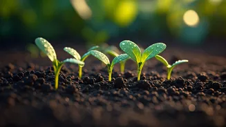 Rainy Soil Makes Kitchen Gardens Easier Now