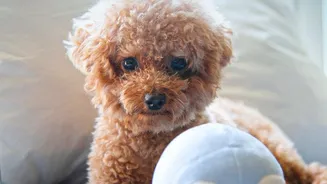 Home-Based Pet Enrichment Is Becoming A Practical Solution For Busy Owners And Indoor Animals