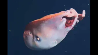 Rare 13-Feet-Long 'Seven-Arm' Octopus Filmed For Fourth Time In 40 Years | Watch