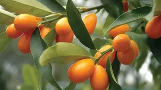 Kumquat: A citrus fruit your gut will love