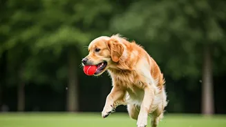 Playing Fetch Benefits Dogs and Owners Alike