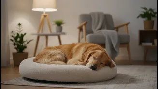 A Quiet Retreat Is Essential Even For Social Pets