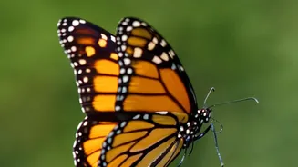 How monarch butterflies migrate
