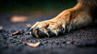 How To Diagnose Red Swollen Pet Paws After Heavy Rain