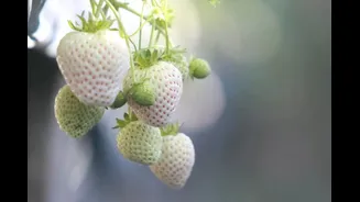 Qual o segredo por trás do morango branco? Produtor rural explica