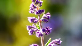 Picking a Neelakurinji Flower Can Trigger Legal Action in Tamil Nadu