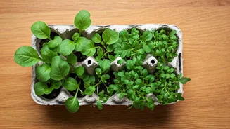 Microgreen Cultivation Made Super Simple Using Trash Egg Cartons