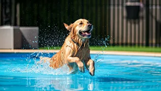 Beat Humid Heat Waves Dropping Canines At Splash Centered Boardings