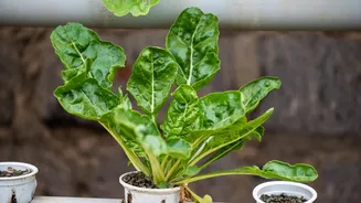 Grow your own epazote with these tips