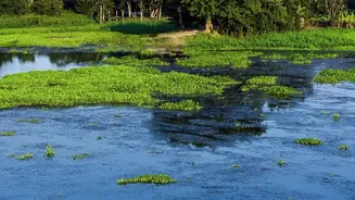 Coastal Mangrove Bio-Shield Initiatives Help Eastern Coast Farmers Protect Land From Saltwater Surge Inundation