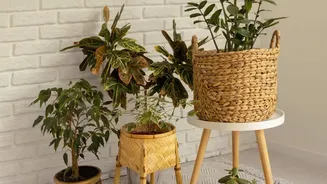 How To Use Decorative Woven Baskets For Chic Plant Styling And Room Organisation