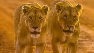 Wild pigs fuel Barda's Asiatic lions