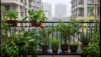 Monsoon Balcony Micro-Gardens Makes Greens, Gourds, Chillies and Herbs More Relevant to Urban Renters and Home Gardeners