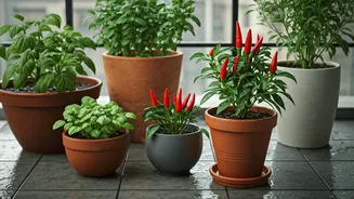 Monsoon Growing Is Easier In Containers Now