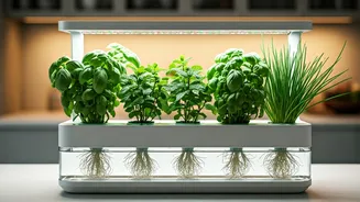 Soil-Free Greenery Is Perfect For Tiny Flats