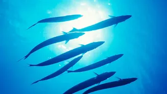 What Researchers Can Learn From Deep Ocean Circulation