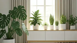 Green Havens: Top Plants to Cultivate for a Healthier Home Life