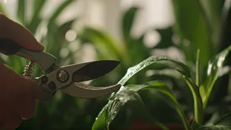 June Pruning Is Plant Parents' Task Of The Week