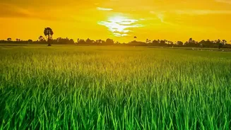 Punjab's Cotton-to-Paddy Shift: The Key Facts and Current Status