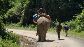 Elephants ferry fuel and medicines to Lower Siang flood-hit villages