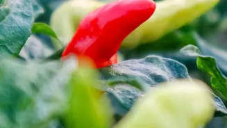 Growing Thai Chillies In Pots Explained: Container Size And Spacing Matter
