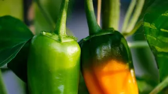 How to grow Thai chillies in pots