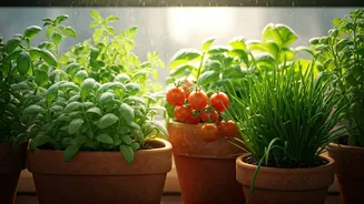 Balcony Pots Are The New Kitchen Garden Shortcut