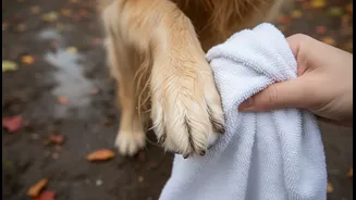 Paw Cleaning Should Be A Non-Negotiable Habit After Rainy Walks