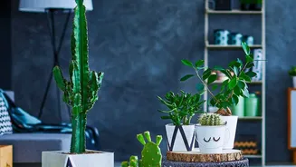 6 houseplants to add texture to rooms