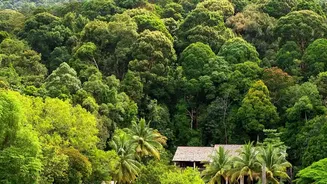 Why Gokarna Eco-Lodges Are Replacing Nightlife Clubs For Quiet Monsoon Weekend Trips