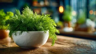 How to grow dill in containers