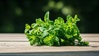 Grow Endless Mint from Kitchen Scraps: Your Balcony Garden's Secret