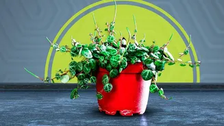 Latest Research Helps Debunk Common Myths About Indoor Plants And Clean Air